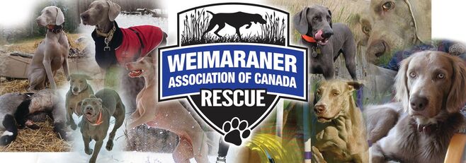 Logo du sauvetage de l'Association des Weimaraners du Canada