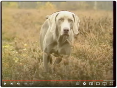 Le Braque de Weimar d'abord un chien de chasse video still