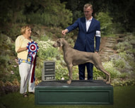BISS GCh Oakpoint Follyhill Winoka Showbz