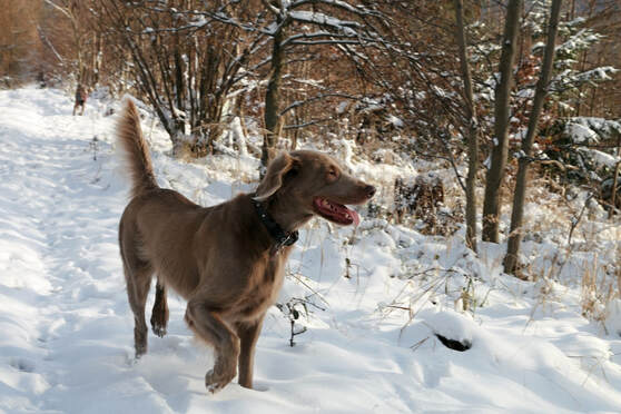 long haired weimaraner in the snow