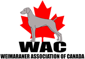Weimaraner Association of Canada
