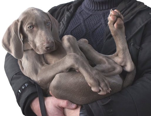 weimaraner puppy in owner's arms